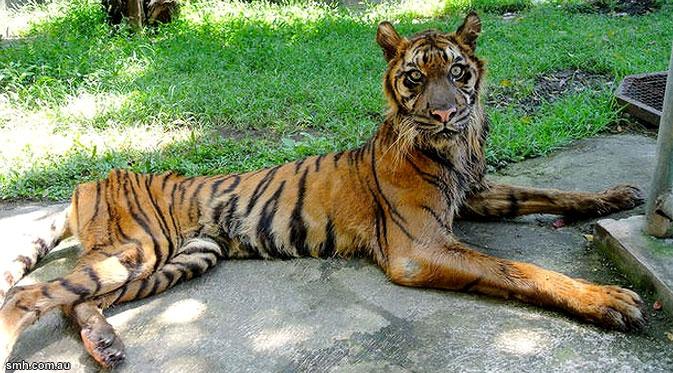 Satwa Kurus di Ragunan Memicu Dugaan Korupsi Pakan, Pengelola Disorot Tajam