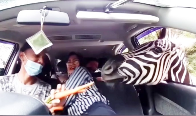 Video Viral Zebra Masuk Jendela Mobil, Warna Baju Pengunjung Mirip Bikin Netizen Ngakak